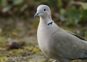 Close-up of pigeon perching