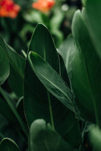 Close-up of fresh green leaves