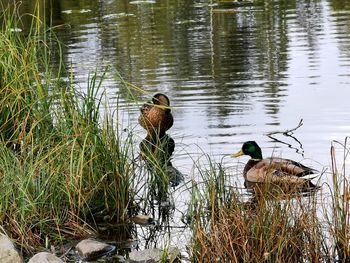 Ducks in lake