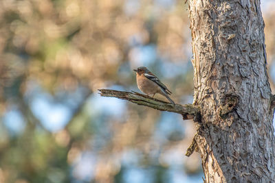 Close-up of a bird perching on tree