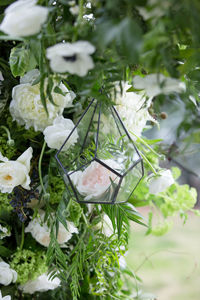 Close-up of white roses blooming outdoors