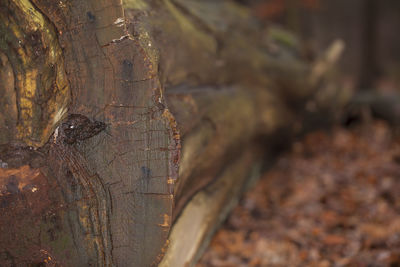 Close-up of lizard on tree trunk