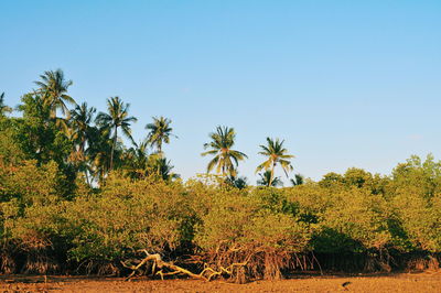 Trees against clear sky