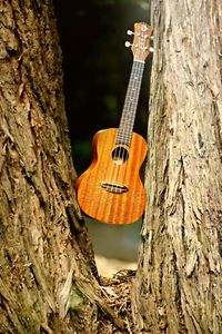 Close-up of guitar on tree trunk