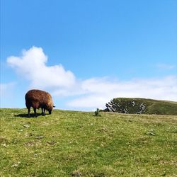 Cows grazing on field against sky