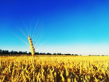 Scenic view of wheat field against clear blue sky