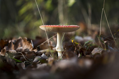 Close-up of mushroom growing on field