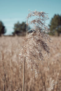 Close-up of stalks in field against sky