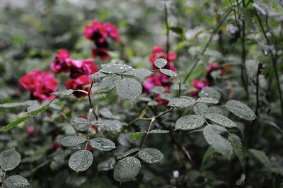 Close-up of red flowering plant