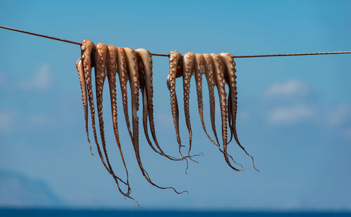 Traditional greek seafood - octopus hangs on a leash to dry