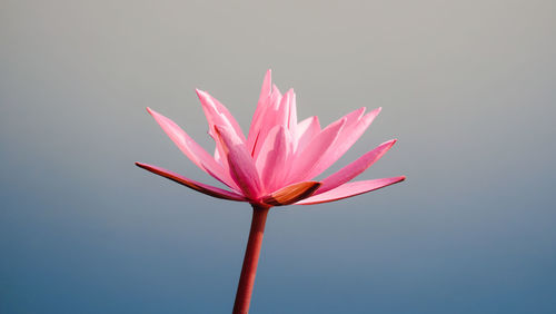 Close-up of pink flower against white background