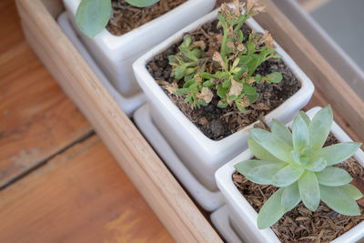 High angle view of potted plants on table