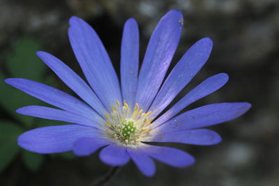 Close-up of purple flower blooming outdoors