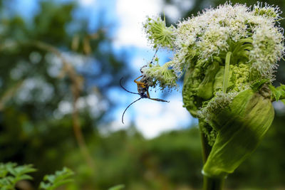 Close-up of insect on plant