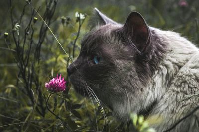 Close-up of cat by pink flowering plant