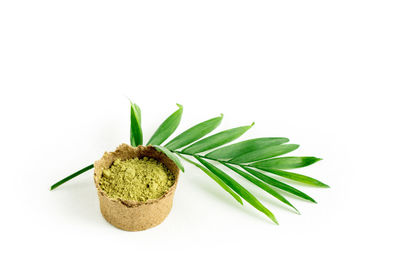 Close-up of fruit on plant against white background