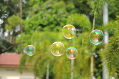 Close-up of bubbles against trees