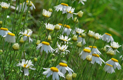 Close-up of white flowering plants on field