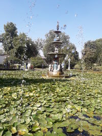 Water lilies in park against sky