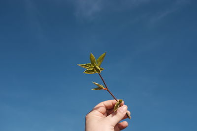 Cropped hand of twig against blue sky