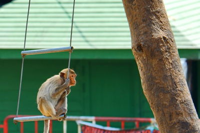 Monkey on tree trunk