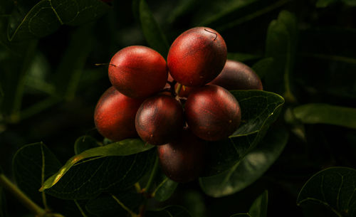 Close-up of apples on tree