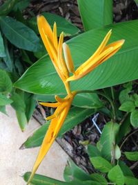 Close-up of yellow flowers