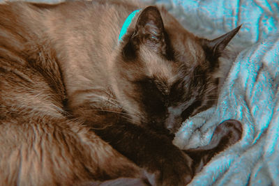 Close-up of cat sleeping on bed