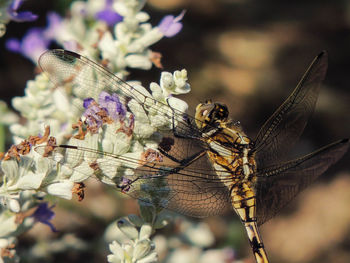 Close-up of damselfly on outdoors