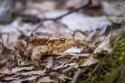 A beautiful toad in spring on the ground in forest