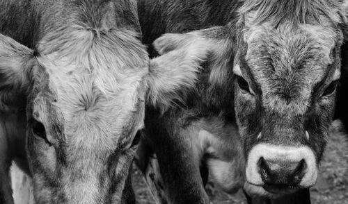 Close-up of two horses