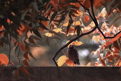 Close-up of bird perching on tree