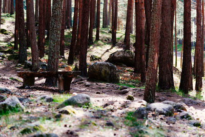 Trees on field in forest