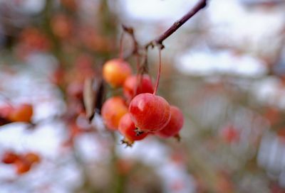 Close-up of berries growing on tree