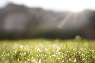 Close-up of flower growing in field