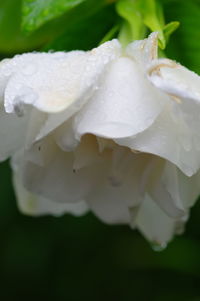 Close-up of wet white rose flower