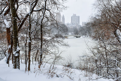 Bare trees and buildings against sky during winter