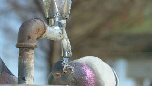 Close-up of pigeon drinking water from faucet