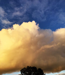 Low angle view of tree against sky