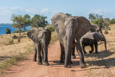 Elephants walking on dirt road during sunny day
