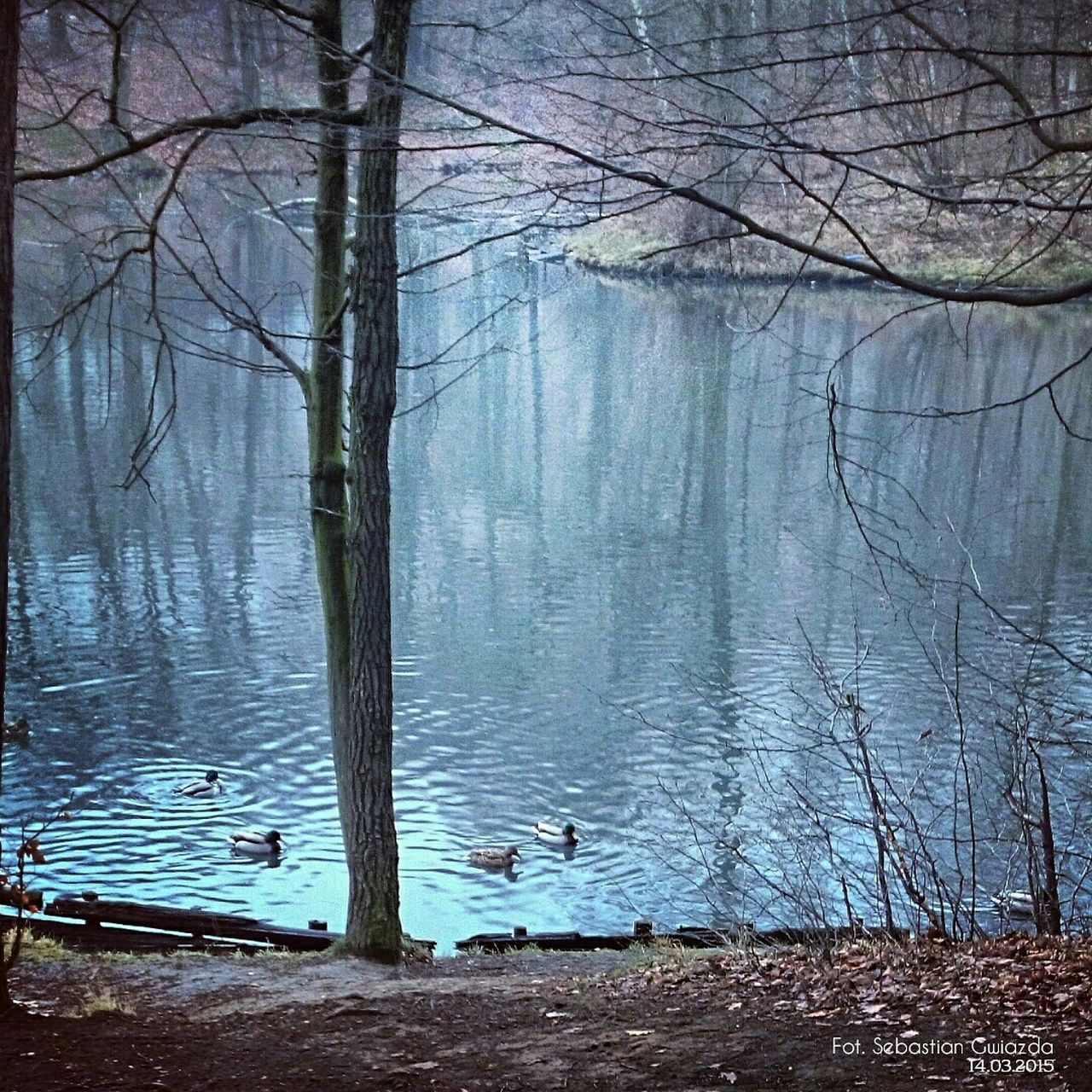 REFLECTION OF TREES IN LAKE