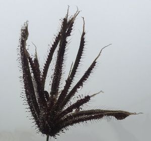 Close-up of plant against clear sky