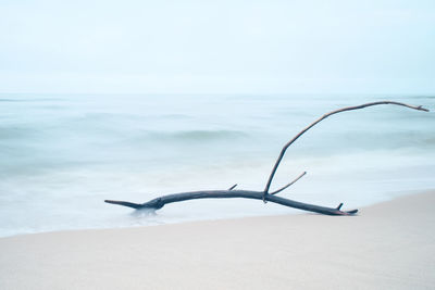 Close-up of driftwood on beach against sky