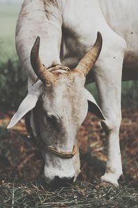 Close-up of a horse on field