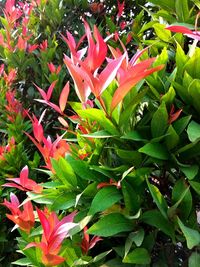 High angle view of red flowering plant