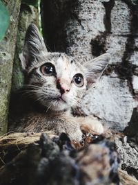 Close-up of kitten