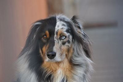 Close-up portrait of a dog