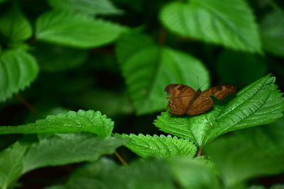 Close-up of insect on plant