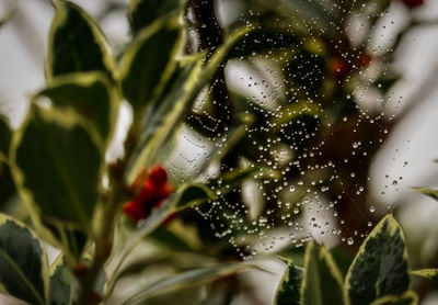 Close-up of wet red flowering plant