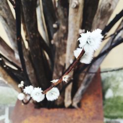 Close-up of white flowers